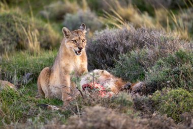 Puma guanaco carcase ile çalıların arasında oturuyor.