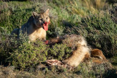 Puma yanında oturuyor, dilini dışarı çıkarıyor.