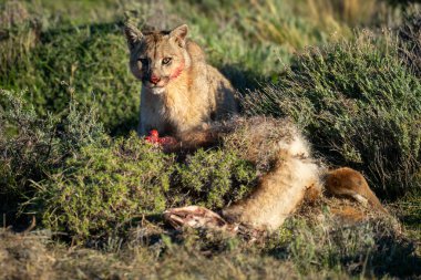 Puma sits by guanaco carcase among bushes clipart