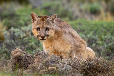 Puma çalılıklarda oturur ve kameraya bakar.