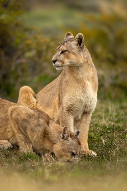 Puma başka bir içkiyle çalılıklarda oturuyor.