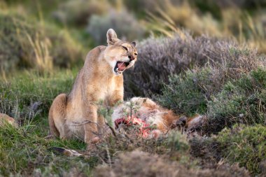 Puma Guanaco Kill 'in önünde oturuyor.