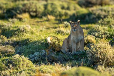 Puma oturmuş kayaların gölgesinde tarıyor.