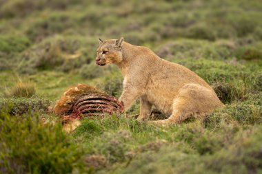 Puma guanaco ile oturur ve dudaklarını yalar.