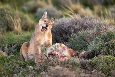 Puma oturur çalıların arasında ölümün kıyısında.