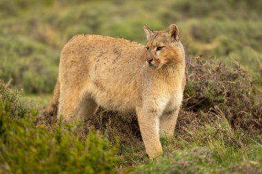Puma, çimlerin altında öldürmenin yanında duruyor.