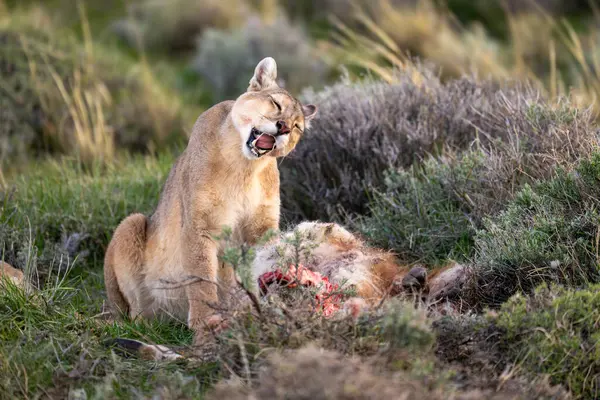 stock image Puma sits opening mouth near guanaco kill