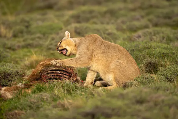 Puma patileriyle oturur, öldürür ve kafasını çevirir.