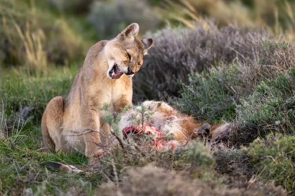 stock image Puma sits yawning among bushes with carcase