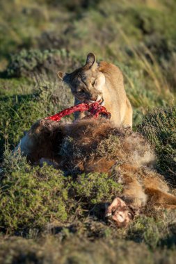 Puma gün ışığında guanaco çiğniyor.
