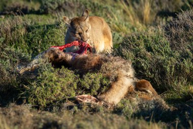 Puma, gün ışığında Guanaco 'yu kemiriyor.