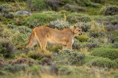 Puma çalılıklarda dudaklarını yalıyor.