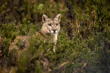 Puma, sık çalıların arasında dikiliyor.