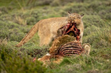 Puma çalılıklarda arabayı parçalıyor.