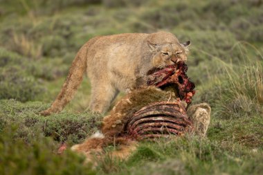 Puma, çalılıklarda arabayı parçalıyor.