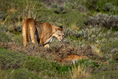 Puma, Scruland 'da guanaco arabasının yanında duruyor.