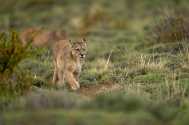 Puma çalı çayırlarında kameraya doğru yürüyor.