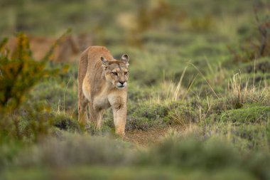 Puma çalı çayırlarında kameraya doğru yürüyor.