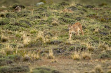 Puma çalılık arazide yokuş aşağı yürüyor.