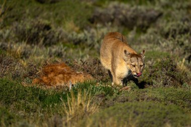 Puma, Guanaco 'nun yanından geçer. Öldürür dudakları.