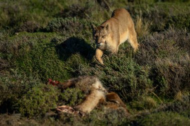 Puma walks towards guanaco kill in sunshine clipart