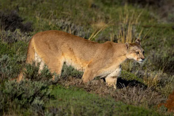 stock image Puma stands in pre-Andean scrubland in sunshine