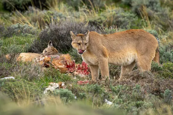 stock image Puma stands licking lips while another feeds