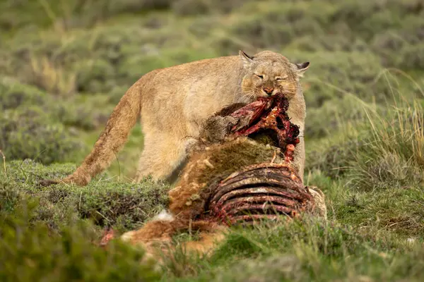 Puma dikenli çalılıklarda öldürüyor.