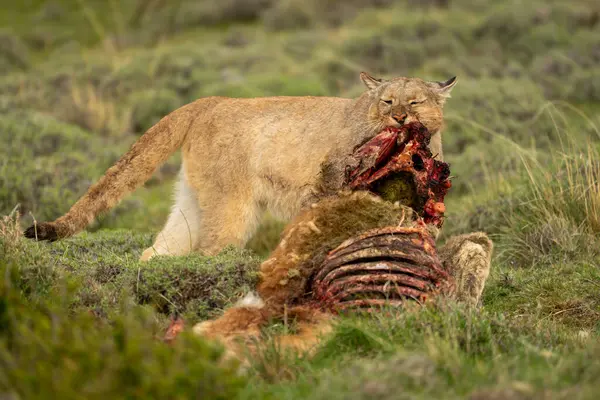 stock image Puma stands pulling flesh from guanaco carcase