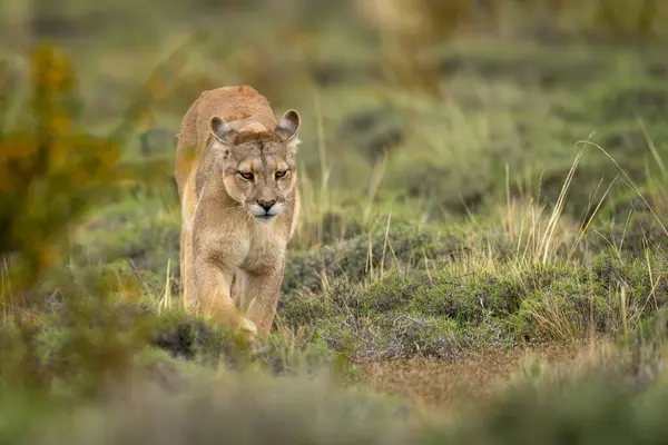 stock image Puma walking across bushy scrubland towards camera