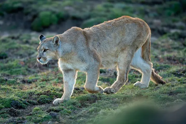 stock image Puma walks down hill with blurred foreground