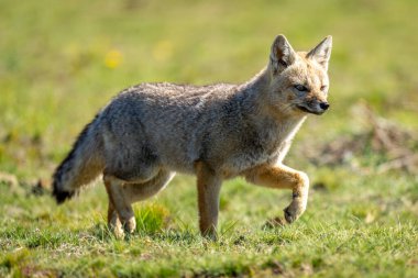 Güney Amerika gri tilkisi güneşli alandan geçiyor
