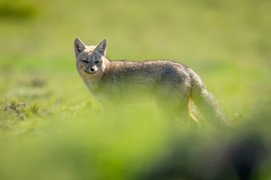 South American gray fox stand behind bush clipart