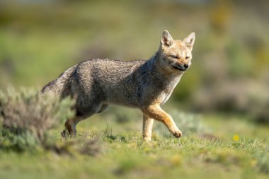 Güney Amerika gri tilkisi çalıların arasından geçiyor