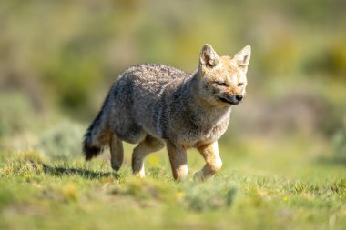 Güney Amerika gri tilkisi tarlada koşuyor