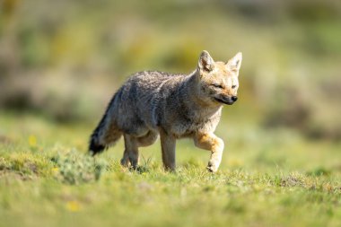 Güney Amerika gri tilkisi ovada koşuyor