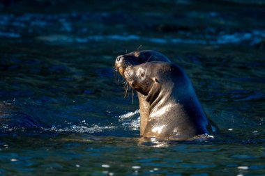 Güney Amerika deniz aslanları suda kaynaşıyor.