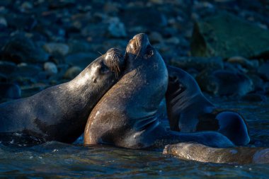 South American sea lions play in sea clipart