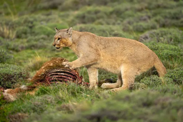 stock image Puma with catchlight sits pawing guanaco kill