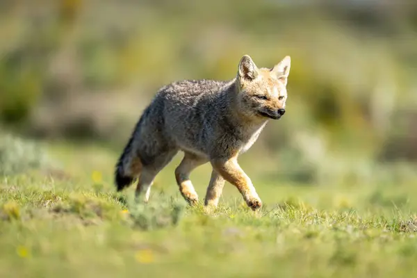 stock image South American gray fox trots across plain