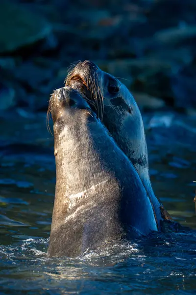 stock image South American sea lions in water playing