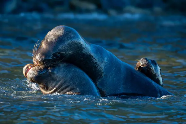 stock image South American sea lions playing in water