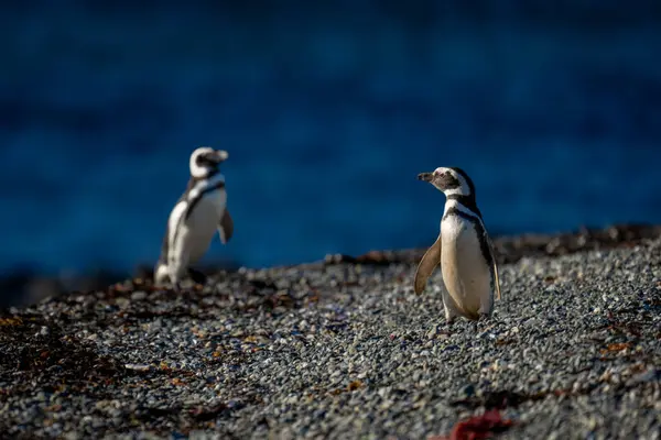 stock image Two Magellanic penguins on shingle in sunshine