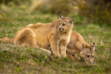 Çalılıktaki su birikintisinden iki puma içer.