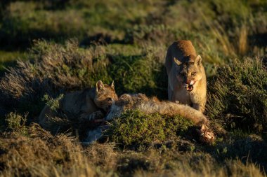 İki puma çalılıklarda guanaco ile beslenir.