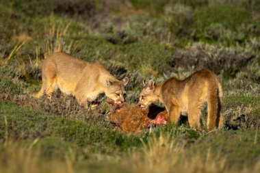 Gün ışığında iki puma guanakoyla beslenir.