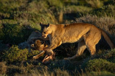 Guanaco ile beslenen iki puma.