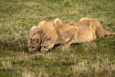 Sığ havuzdan su içen iki puma