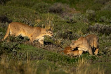 Çalılıklarda iki puma öldürülmeye hazır