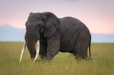 Afrika çalı fili dev dişlerini sergiliyor